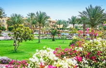 DESERT ROSE RESORT 5* 